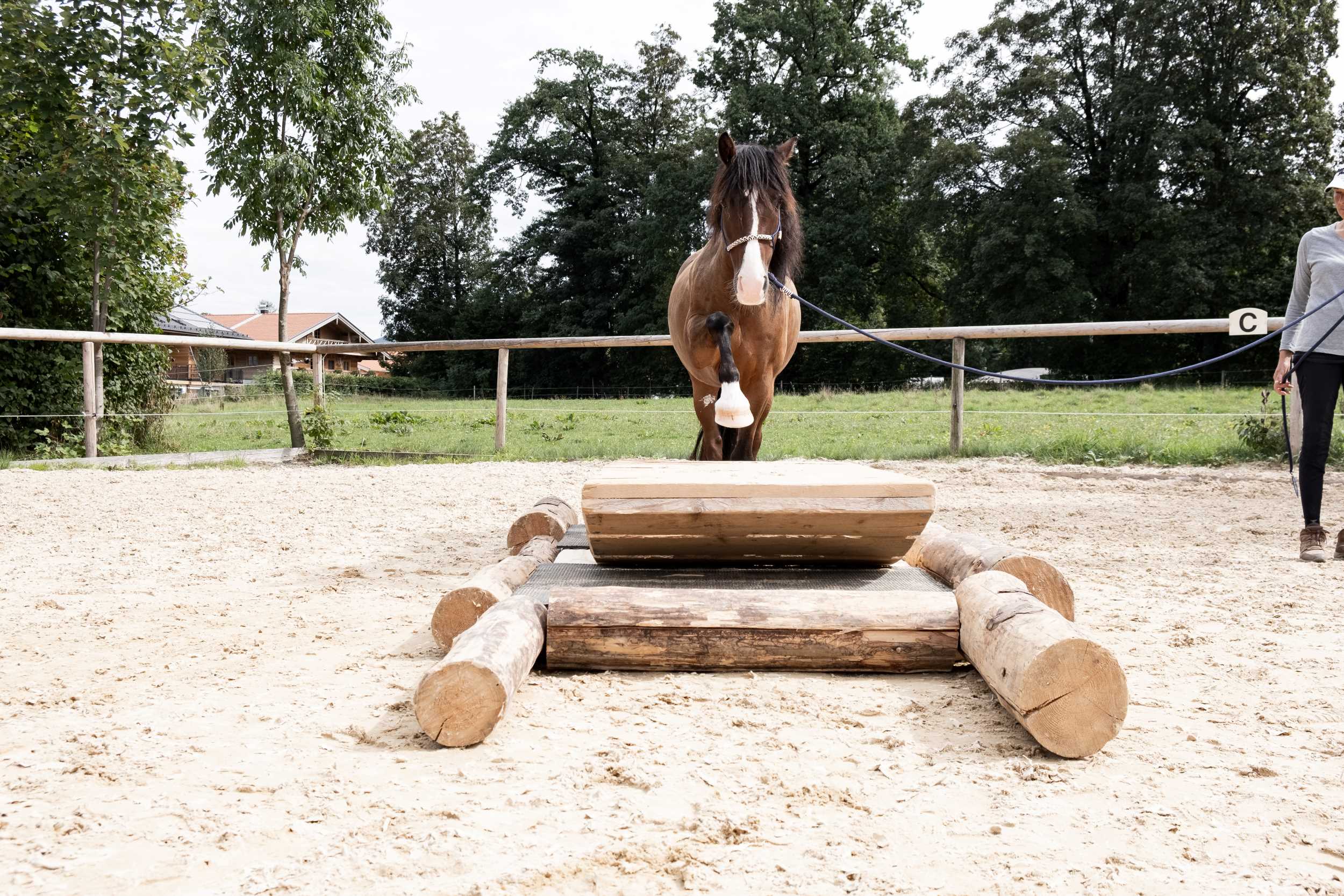 Pferd steigt auf eine Extreme Trail Hindernis