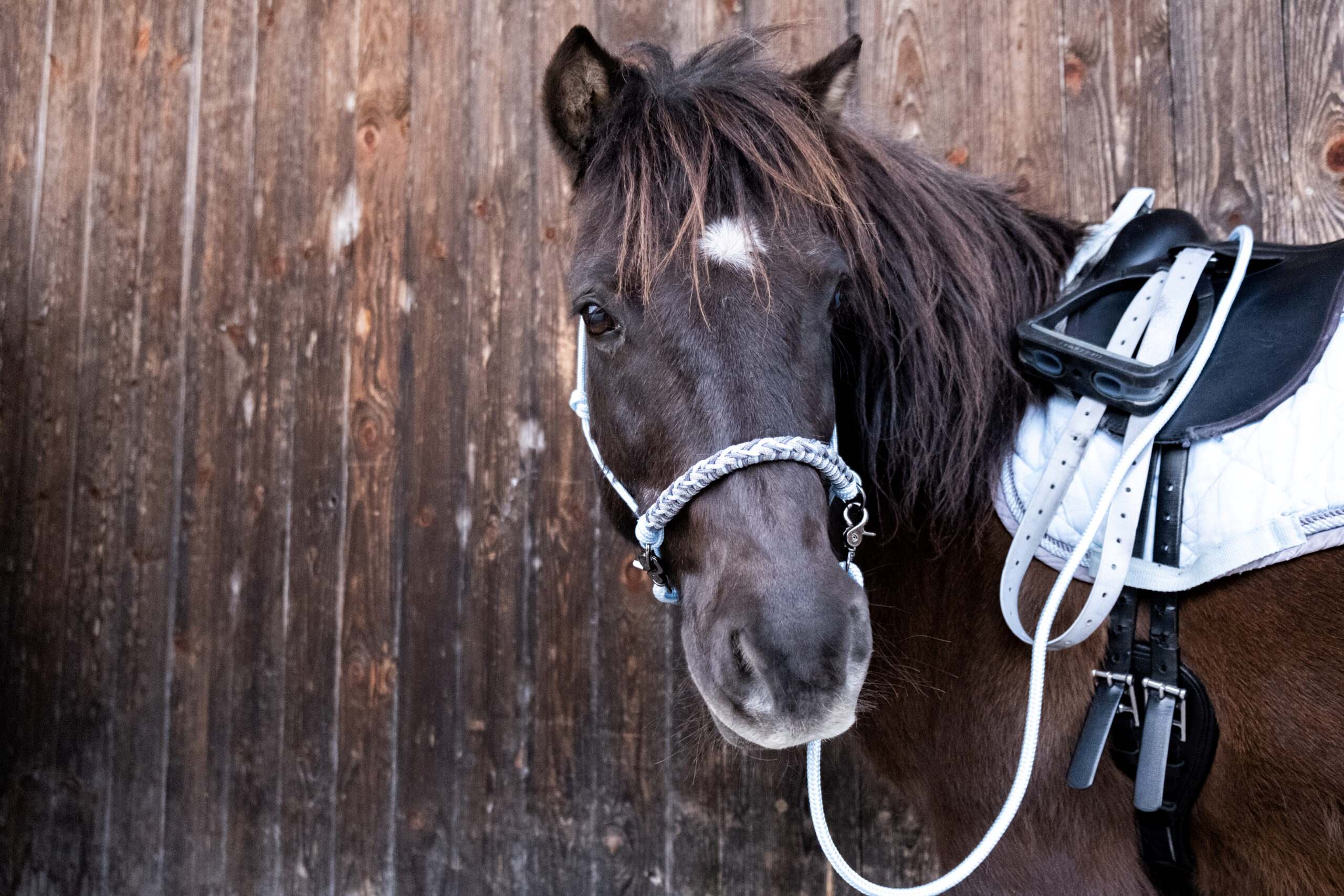 Portrait eines Ponys im Extreme Trailpark Oberbayern